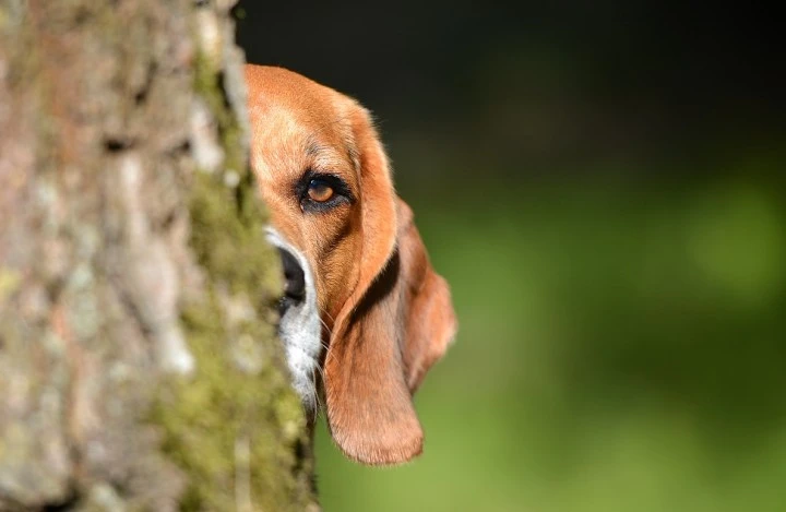 Beagle versteckt hinter Baum