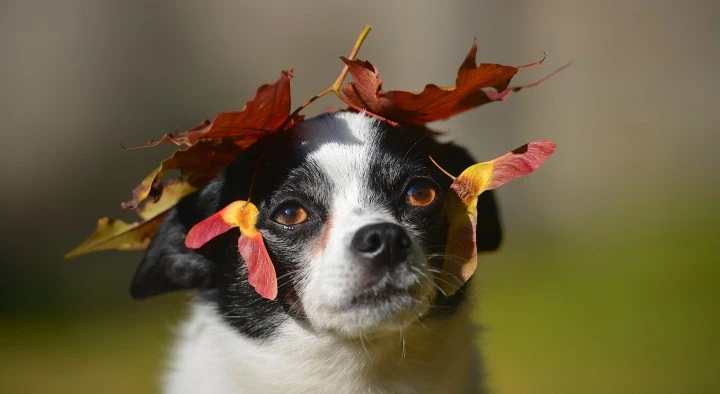 Kleiner Hund mit Blätter auf dem Kopf