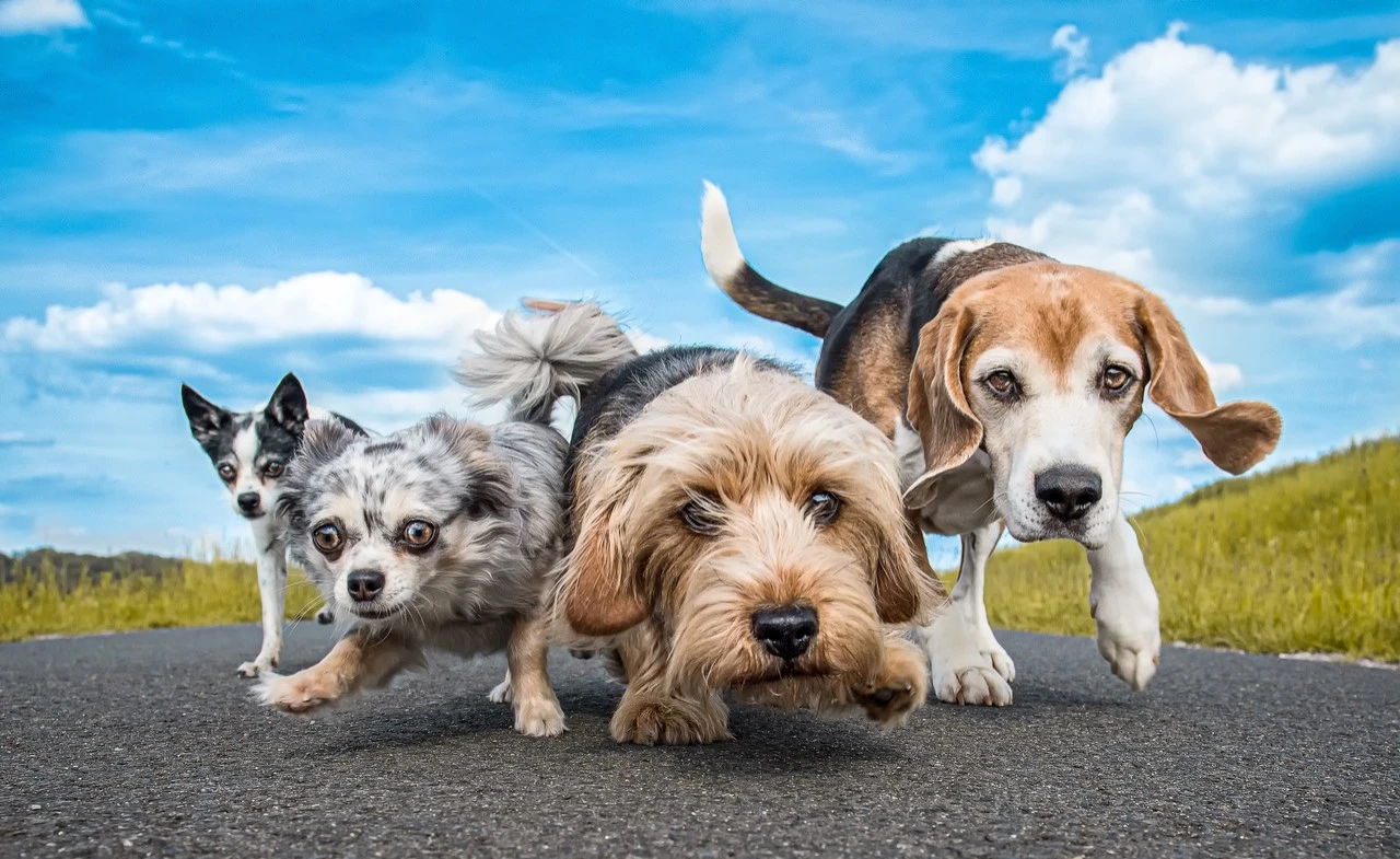 Hunde auf der Straße