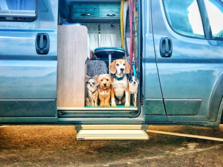 Hunde im Wohnmobil