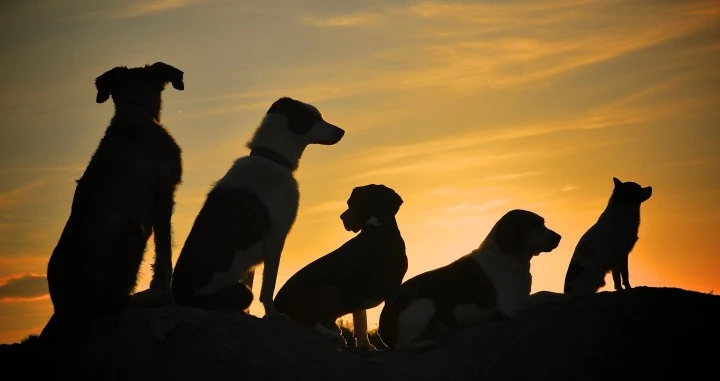 Hundemeute in der Abenddämmerung