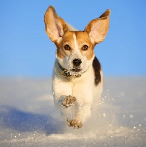 Rennender Beagle im Schnee