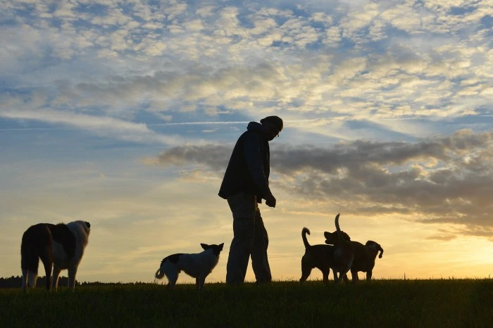 Spaziergang mit Hunden in der Abenddämmerung